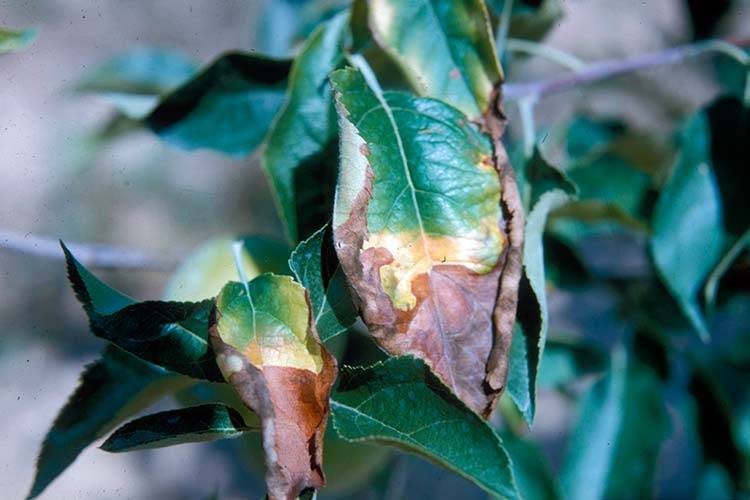 Почему сохнут листья у яблони и как это предотвратить?