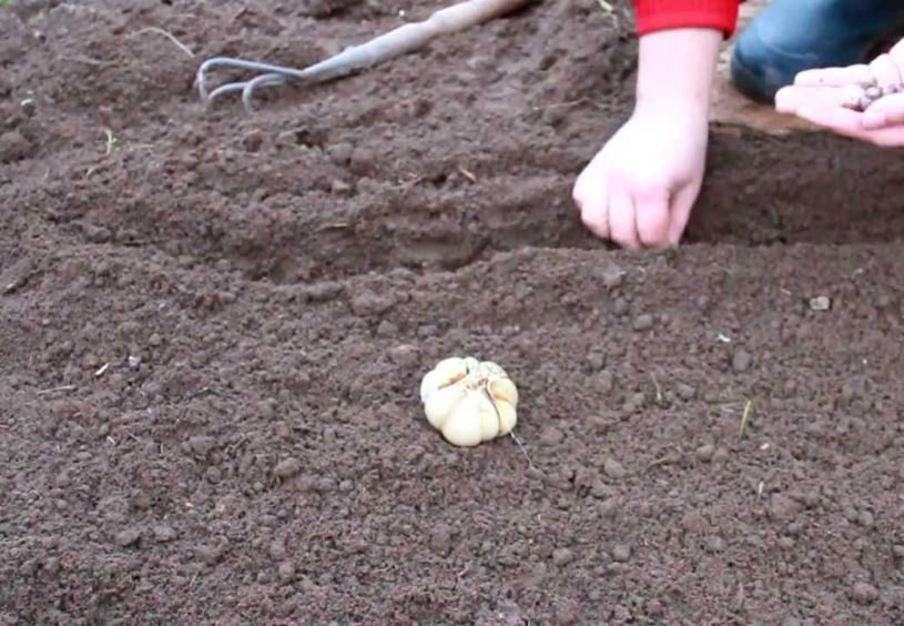 Выращивание чеснока в открытом грунте: посадка и уход, видео, фото