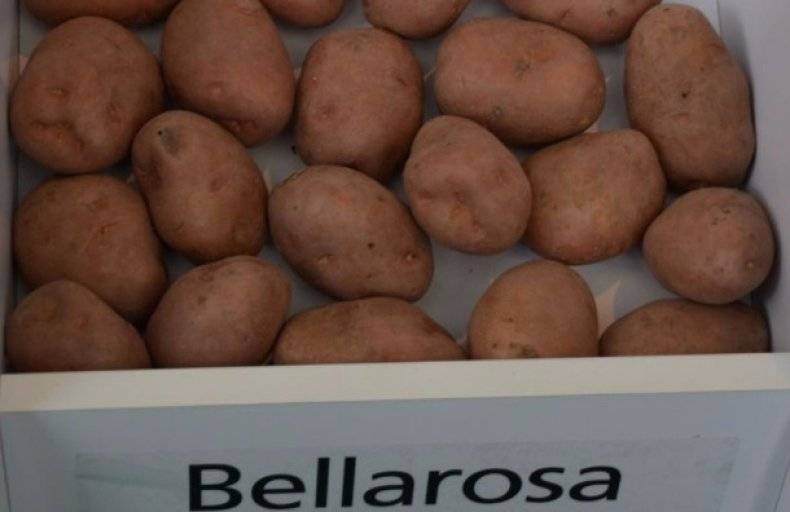 Картофель беллароза — сорт для любого региона страны