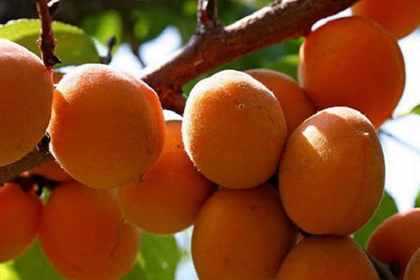 Сорт абрикоса триумф северный: описание с фото, посадка и уход, отзывы