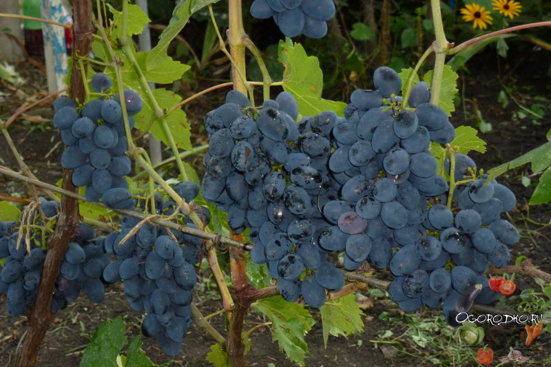 Описание сорта винограда "молдова": выращивание, полив, хранение