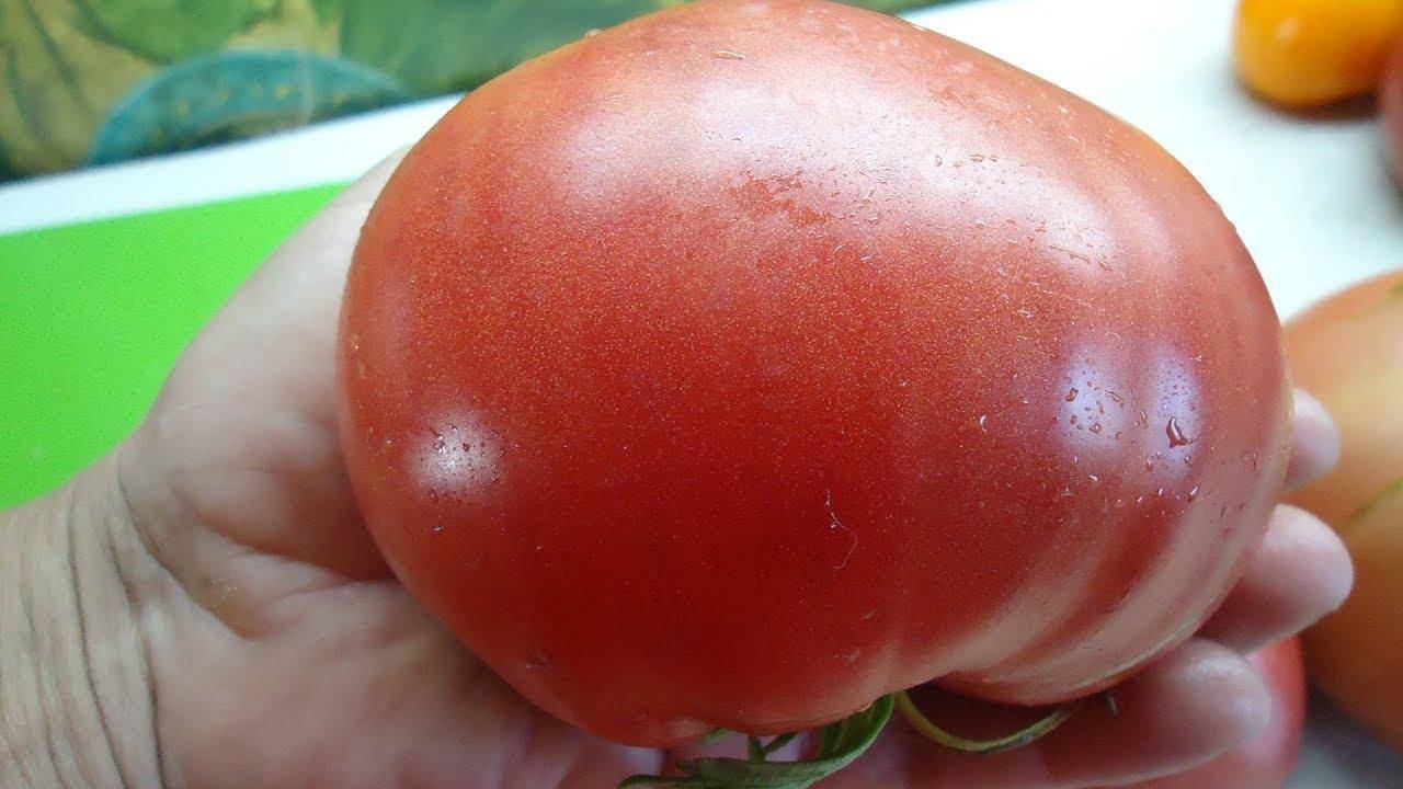 Характеристика томата Гулливер, выращивание и средства для борьбы с вредителями