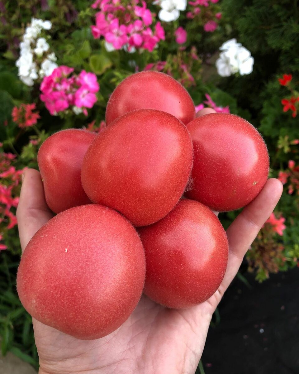 Описание томата десертный розовый, особенности выращивания и отзывы – дачные дела