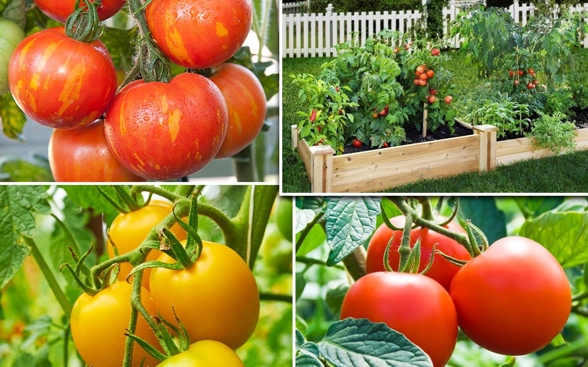 Лучшие сорта томатов для открытого грунта в сибири - журнал "совхозик"