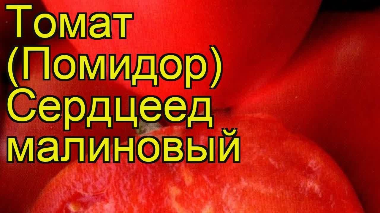Томат бычье сердце - характеристика и описание сорта, правила выращивания