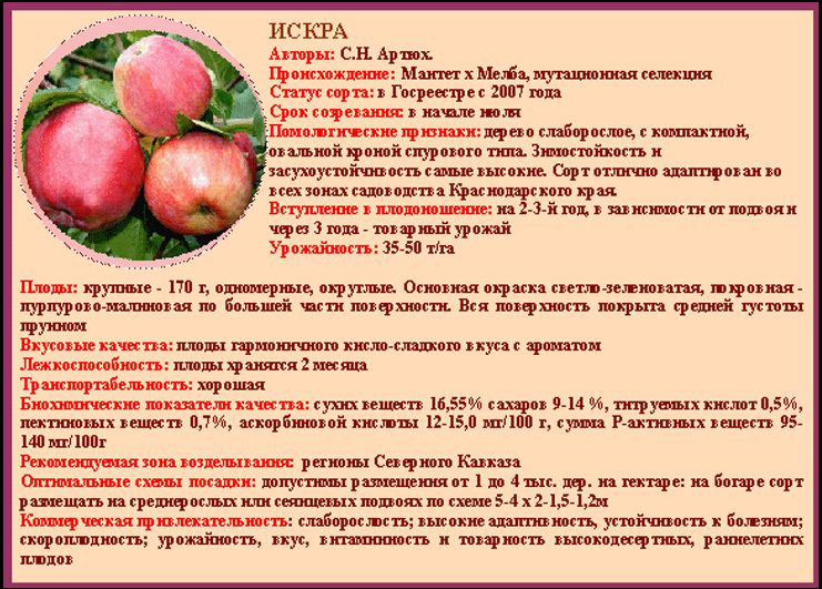 Яблоня ауксис секреты выращивания прихотливого сорта - агро журнал dachnye-fei.ru