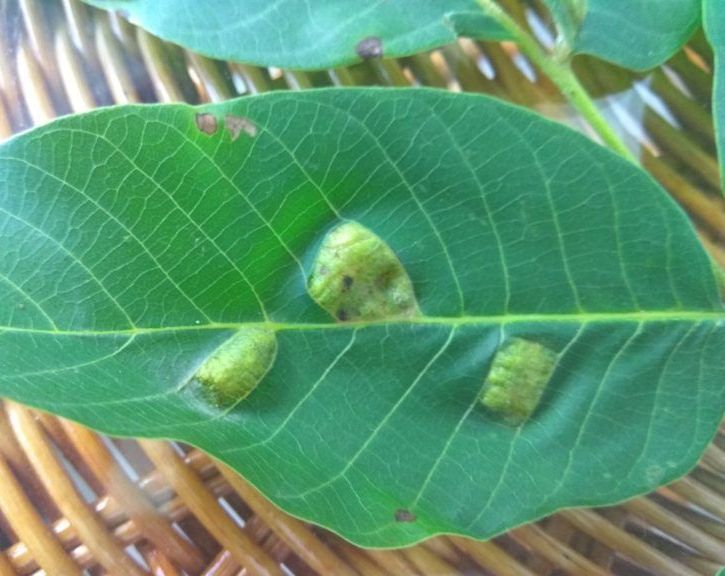 Как лечить дерево грецкого ореха от болезней и вредителей - секреты садоводов