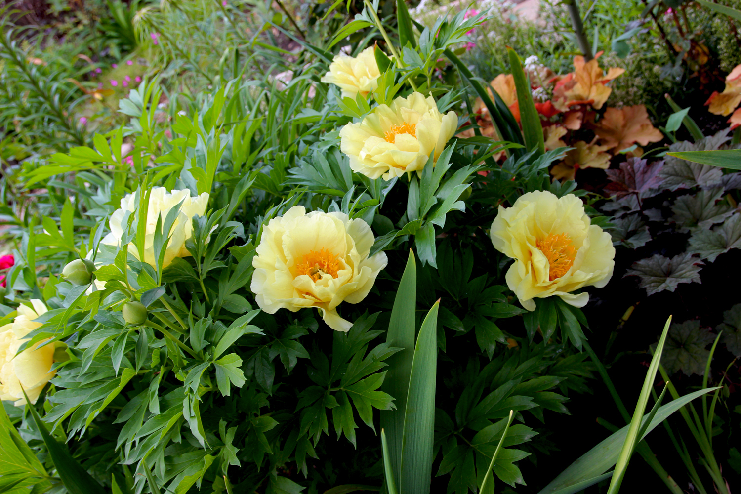 Пион йеллоу краун (paeonia yellow crown)
