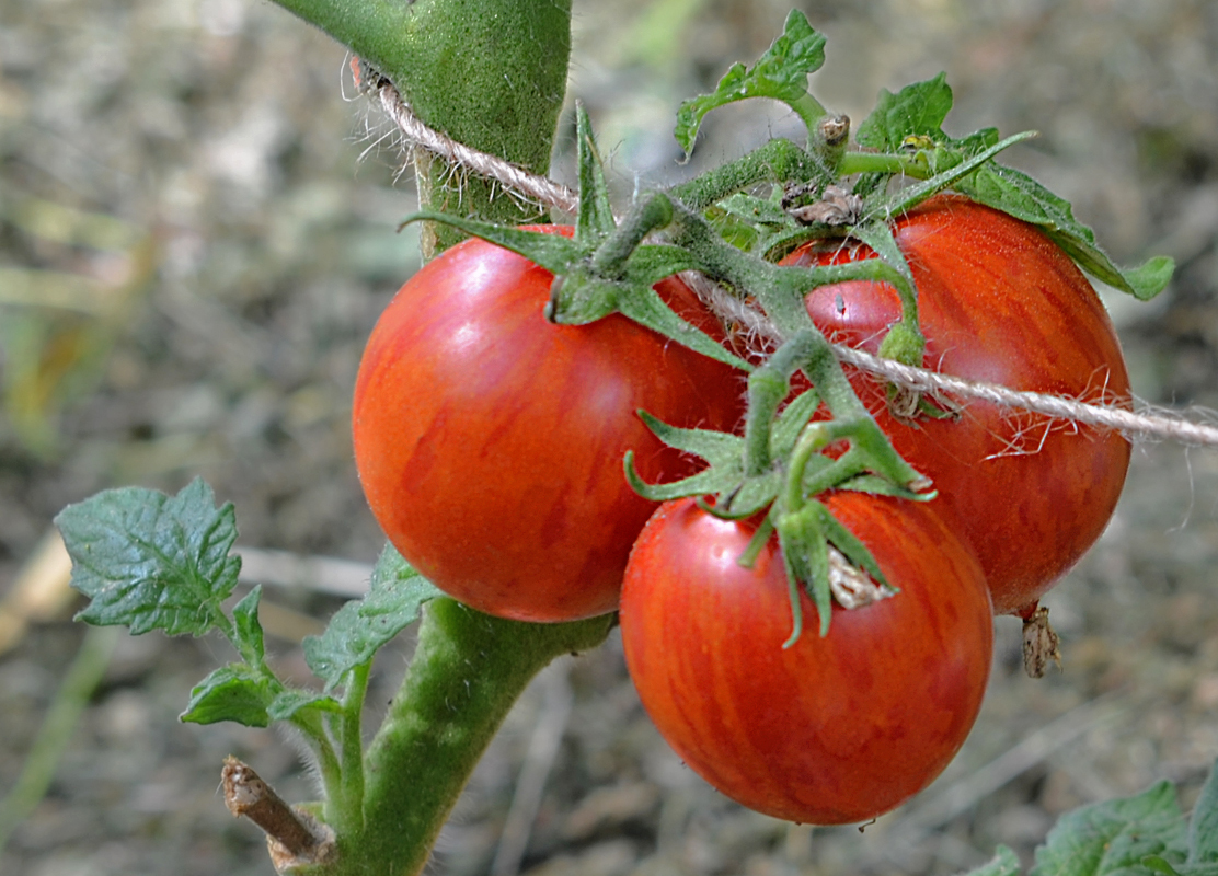 Жрица помидоры описание и фото