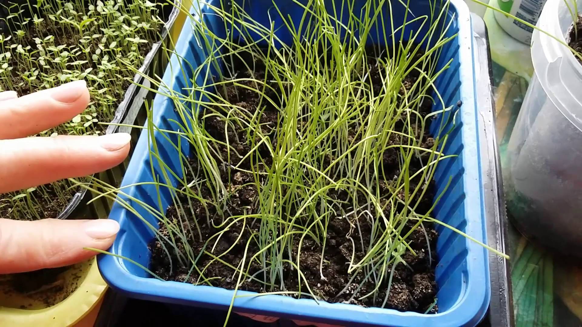 Как вырастить крупный лук из севка?