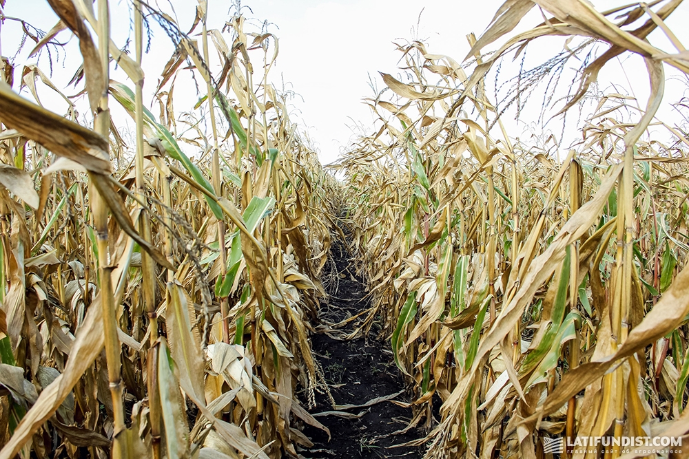 Возделывание кукурузы: инструкции и рекомендации по нормам высева, посадке и уходу за культурой