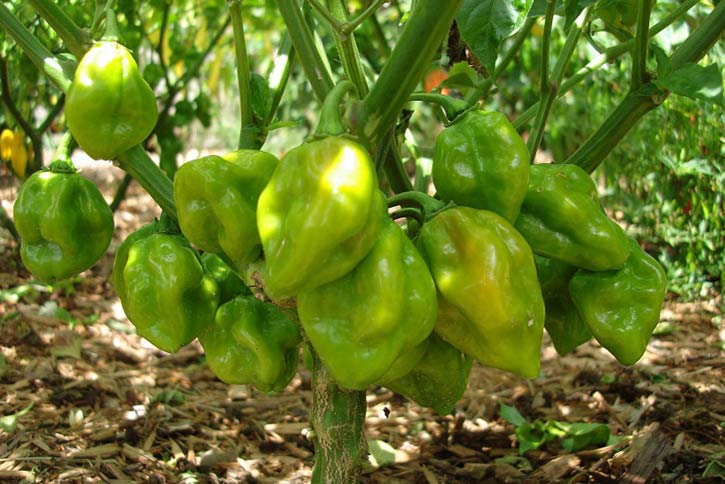 Острый перец «хабанеро»: основные характеристики и правила выращивания перца