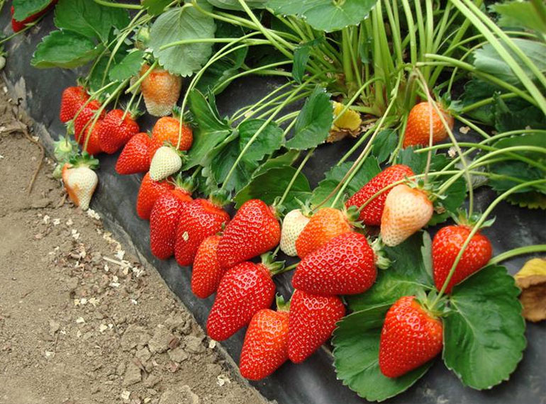 Клубника азия: описание итальянского сорта, отзывы садоводов и правила выращивания и ухода за ягодой