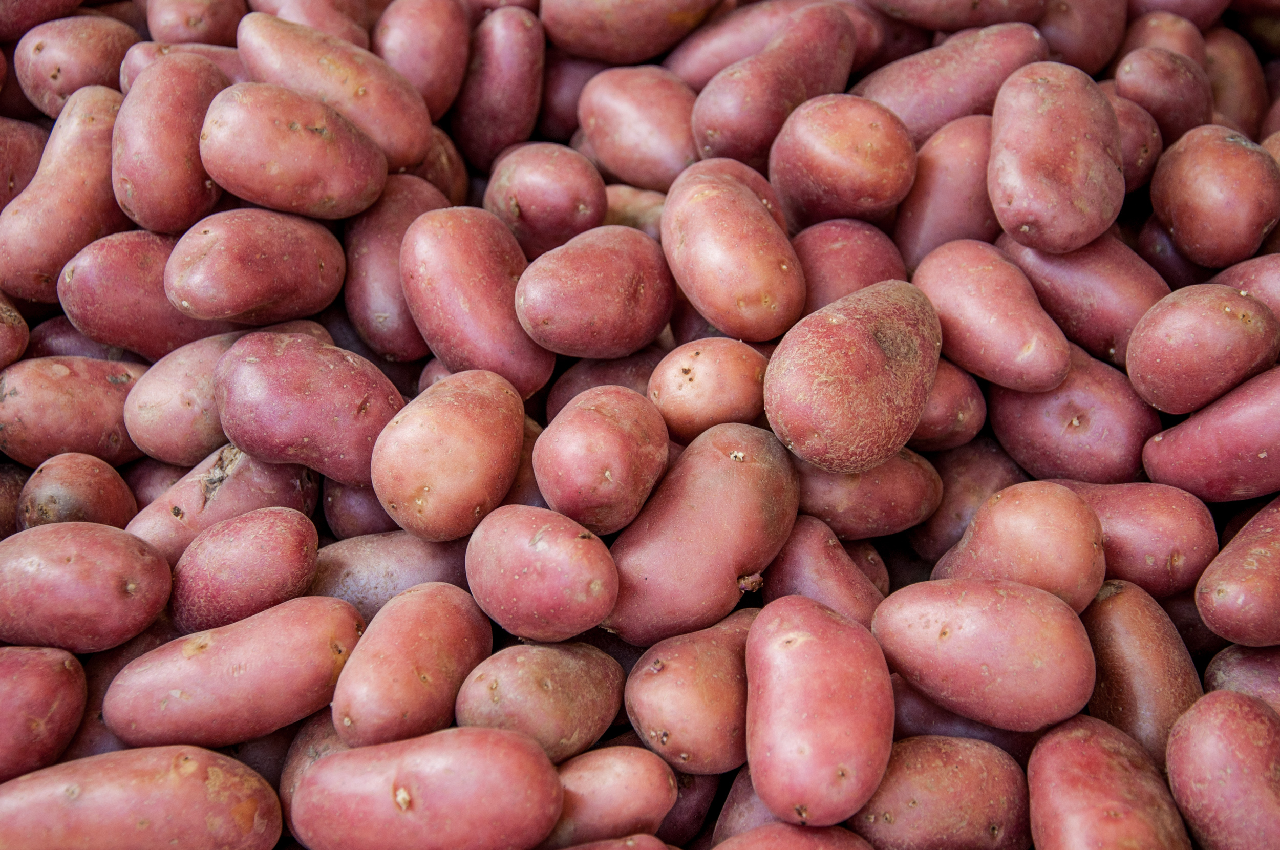 Описание и характеристика сорта картофеля ред леди, особенности посадки и ухода