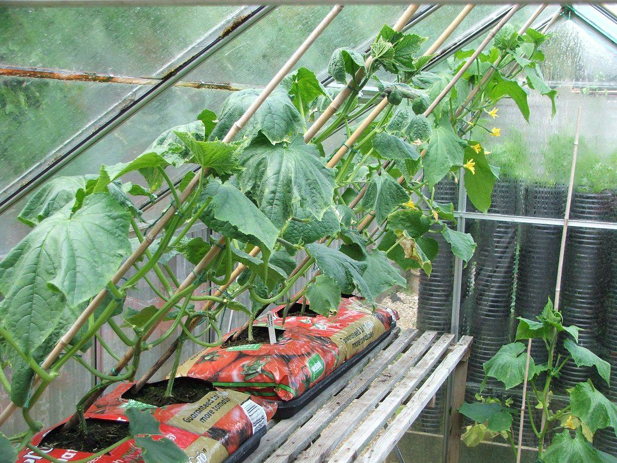 Лучшие сорта огурцов для выращивания в теплицах из поликарбоната в Подмосковье, посадка и уход