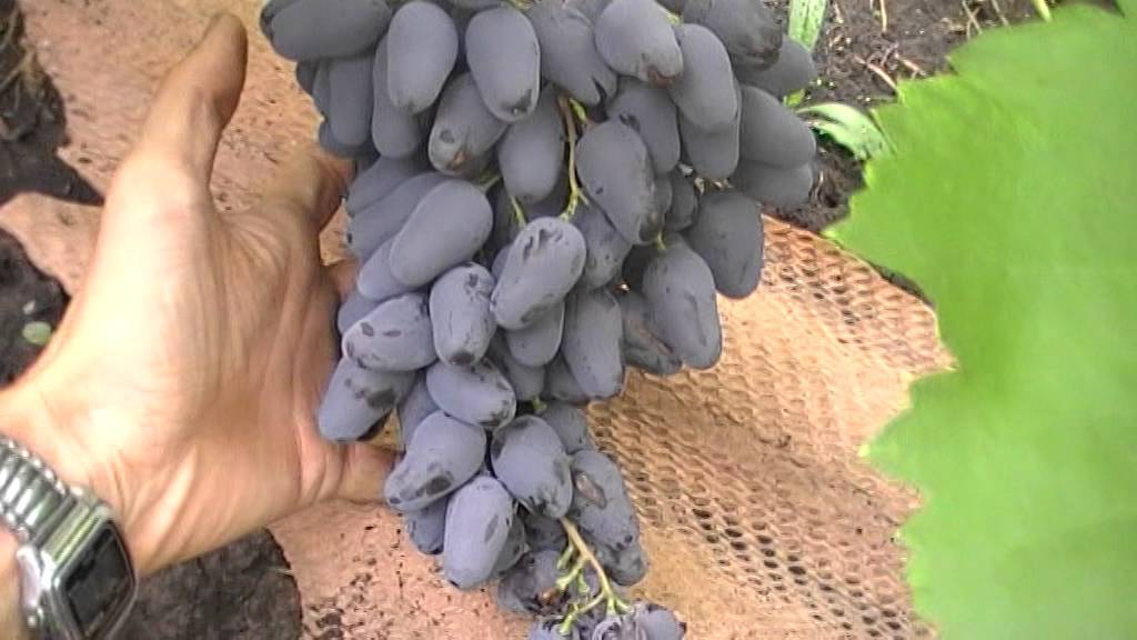 Описание и характеристика винограда сорта памяти негруля, посадка и уход