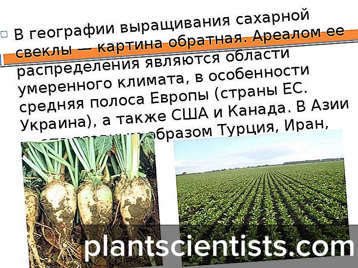 Технология возделывания и уборки фабричной свеклы | fermer.ru - фермер.ру - главный фермерский портал - все о бизнесе в сельском хозяйстве. форум фермеров.