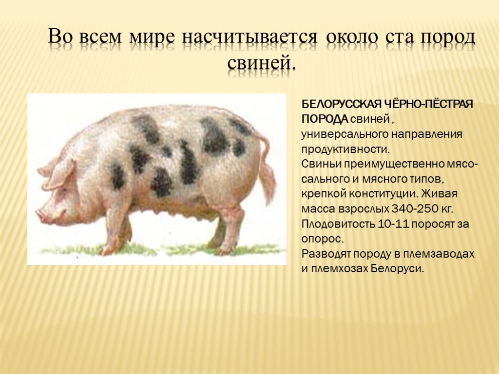 Лучшие мясные породы свиней: описания, достоинства и недостатки