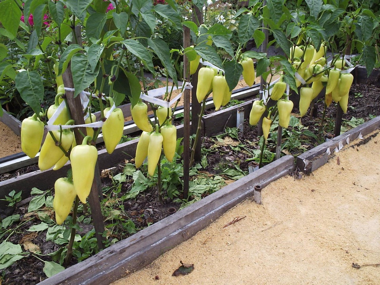 Выращивание болгарского перца: в открытом грунте, теплице – уход, в домашних условиях, из семян, видео, посадка, технология, особенности, секреты