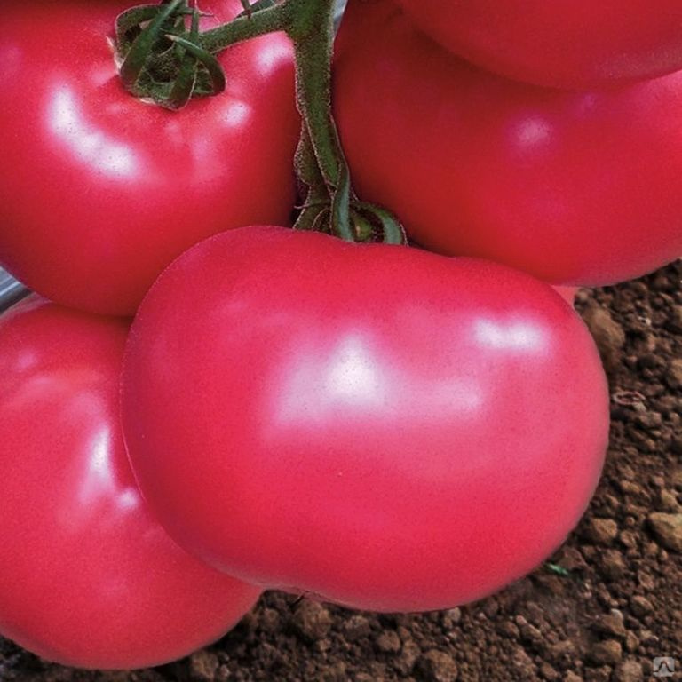 Ранний томат | tomatland.ru