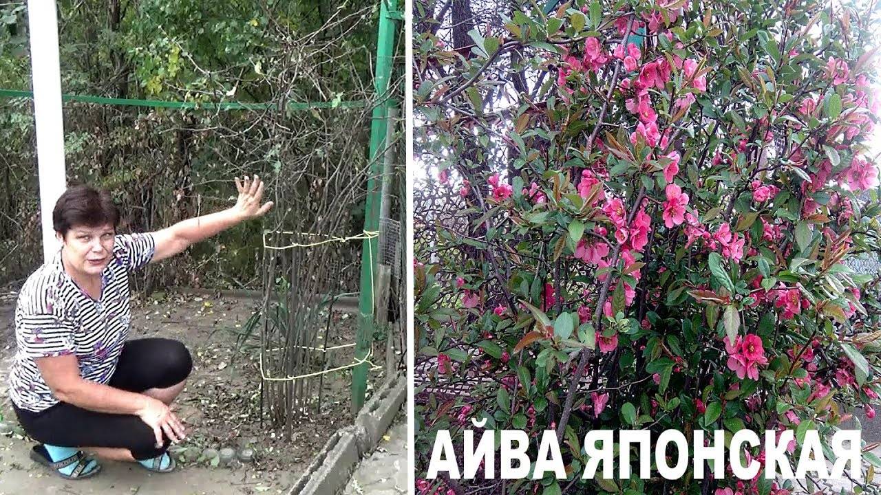 Айва японская: посадка и уход в открытом грунте, размножение, обрезка, фото
