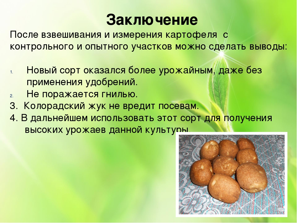 ᐉ сорт картофеля «киви» – описание и фото - roza-zanoza.ru