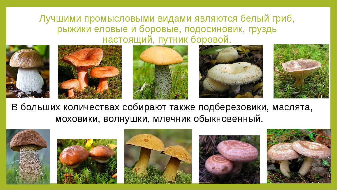Глава 3 характеристика мест произрастания грибов. справочник грибника