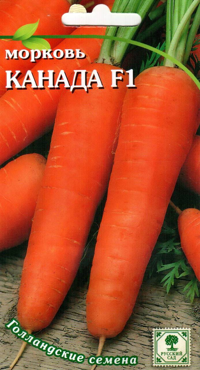 Морковь канада f1: описание сорта, его преимущества и недостатки, рекомендации по выращиванию, уходу, хранению, а также борьбе с болезнями и вредителями