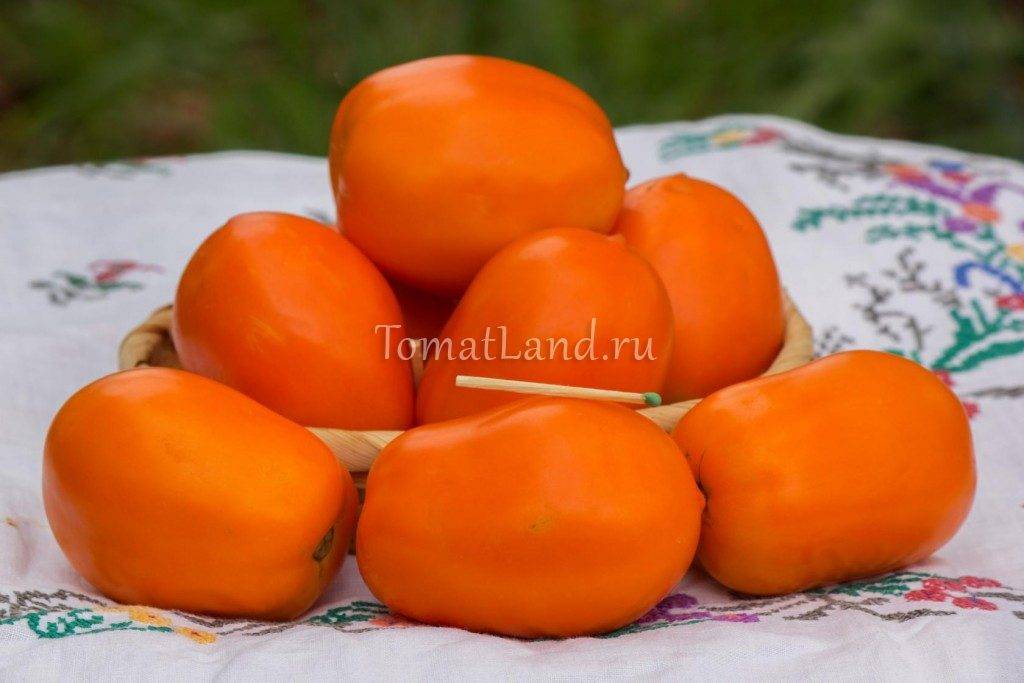 Томат янтарный кубок — описание и характеристика сорта | zdavnews.ru