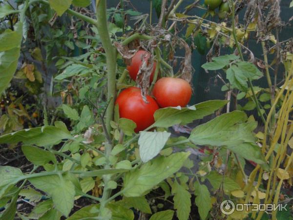 Сорт помидор евпатор: характеристики и особенности выращивания томата