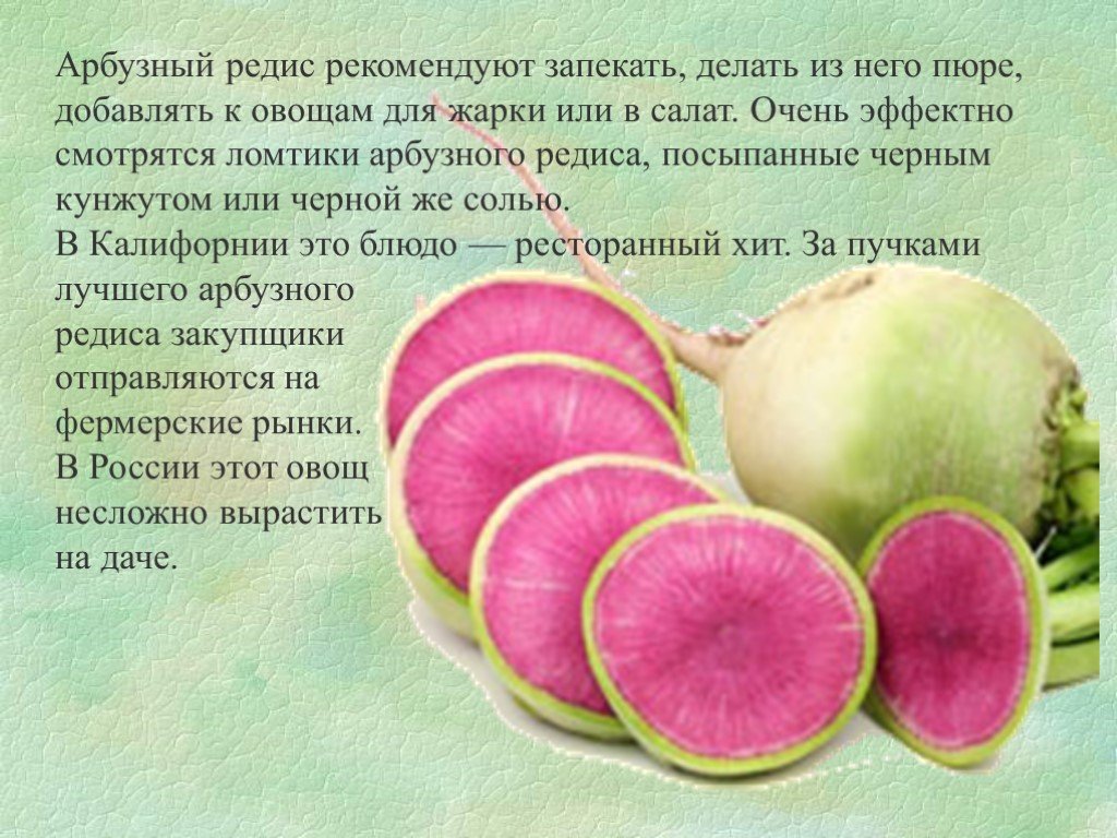 Корнеплод с необычным окрасом — арбузная редька мисато. полезные свойства и правила выращивания из семян