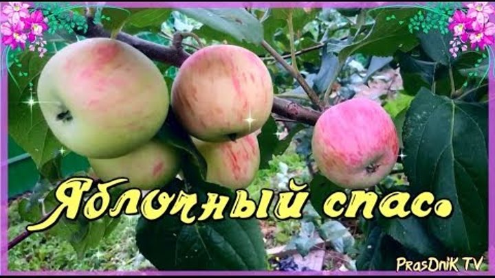 Яблоня яблочный спас: описание и характеристика сорта
