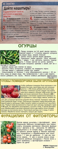 Подкормка помидоров дрожжами: рецепт, как ее приготовить в домашних условиях для рассады и взрослых томатов, когда и как вносить удобрения в теплице, после пикировки русский фермер