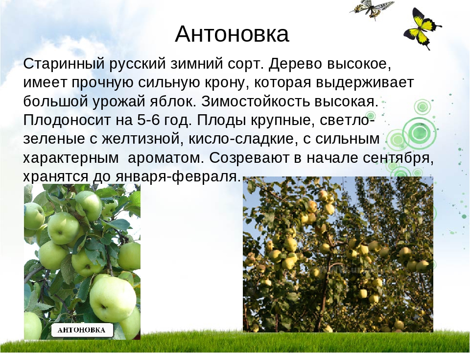 Яблоня относится к растениям