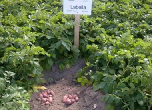 Картофель лабелла – описание сорта, фото, отзывы