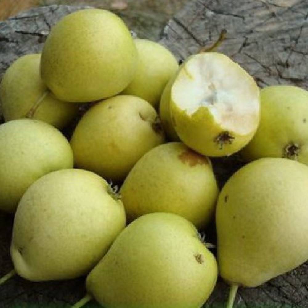 Описание груши скороспелка из мичуринска, отзывы и фото