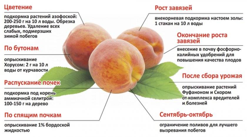 Описание сортов и полезные свойства инжирного персика, технология выращивания