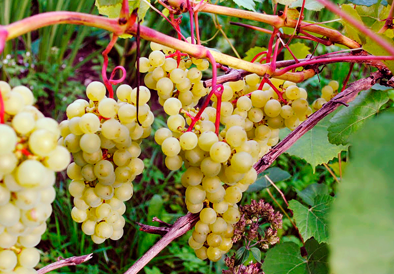 Капризный сорт винограда для игристых марочных вин — это «сира»