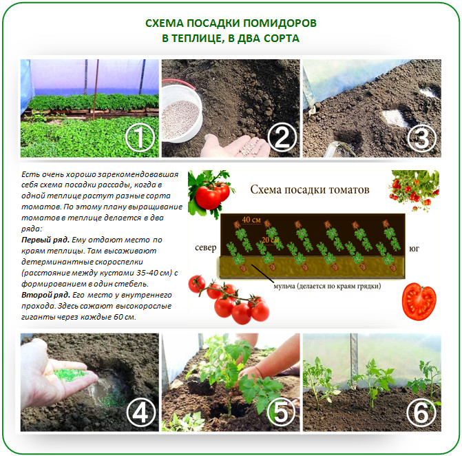 Как сажать помидоры на рассаду: полезные советы