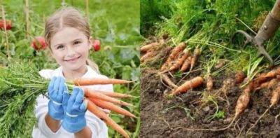 Обработка моркови от сорняков керосином: фото + видео