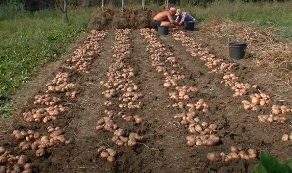 Преимущества и недостатки выращивания картофеля по голландской технологии