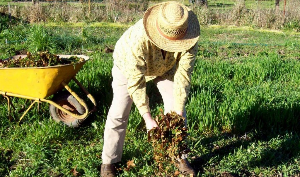 Выращивание топинамбура – от размножения до сбора урожая + видео