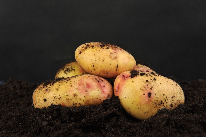 Описание и характеристика картофеля сорта Колобок, посадка и уход