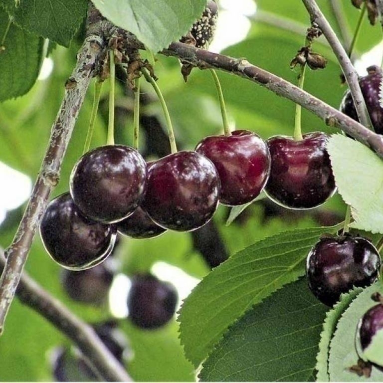 Сорта вишни (фото с названием и описанием, опылители)
сорта вишни (фото с названием и описанием, опылители)