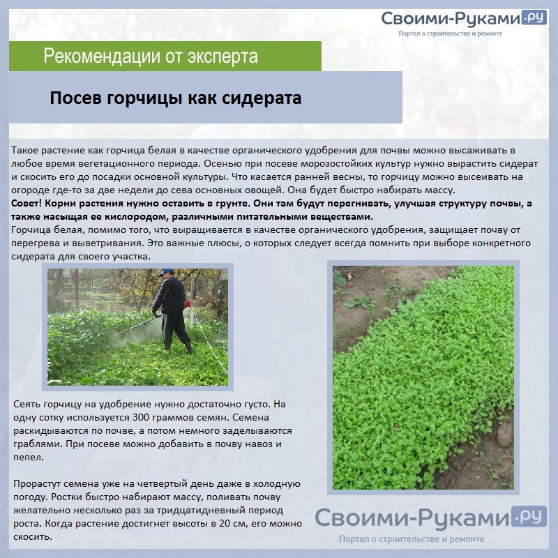 Какие сидераты сеять весной? посадка сидератов весной. фото — ботаничка.ru