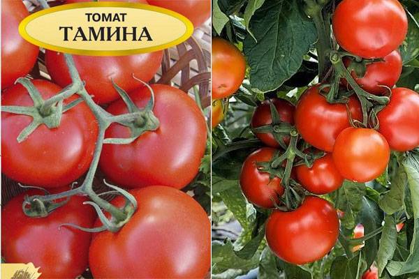 Лучшие сорта низкорослых помидоров: описания и фото
