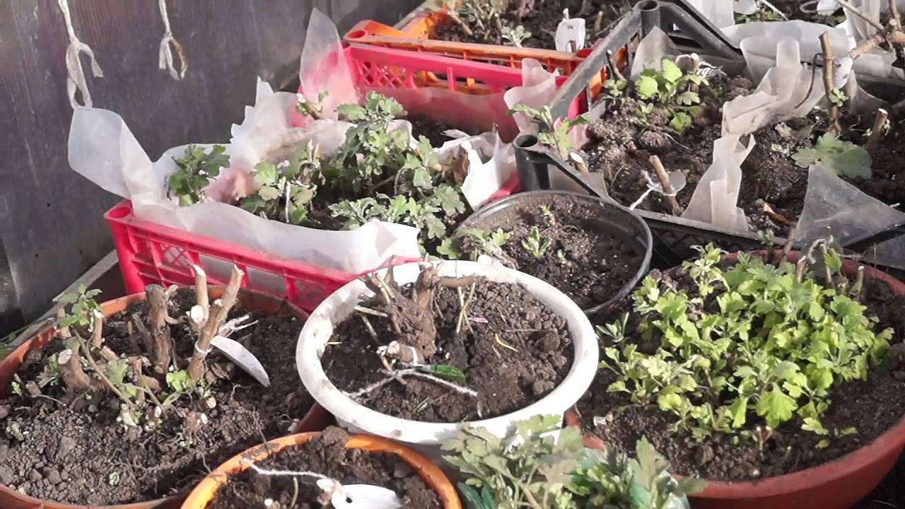 Уход за хризантемами осенью и подготовка к зиме: когда выкапывать, как хранить