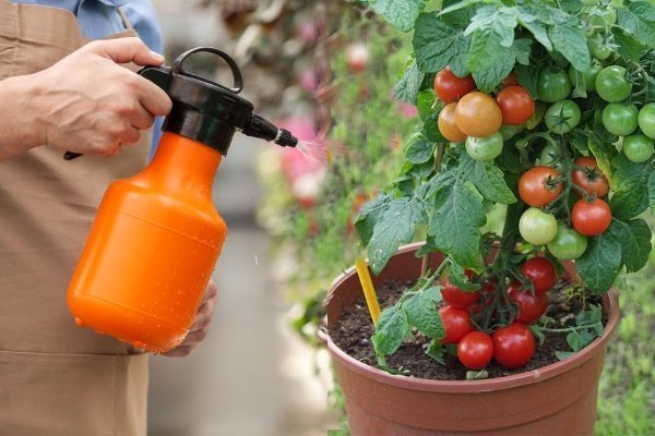 Особенности выращивания помидоров в бочке, плюсы и минусы, правила ухода