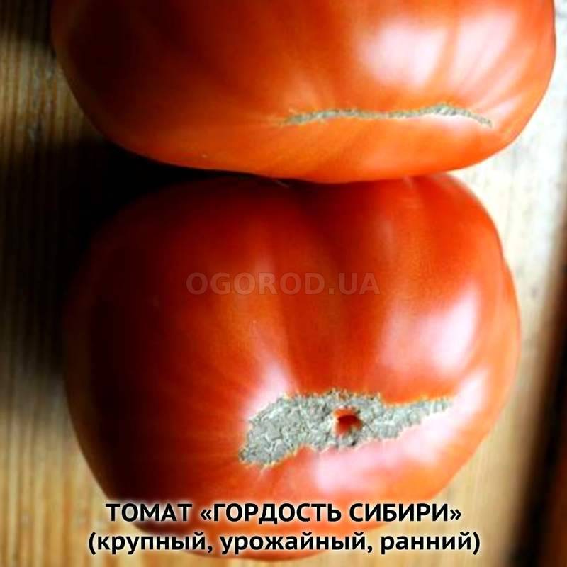 Томат гордость Сибири. Сорт томата гордость. Гордость Сибири томат рассада. Сорт помидор гордость застолья.