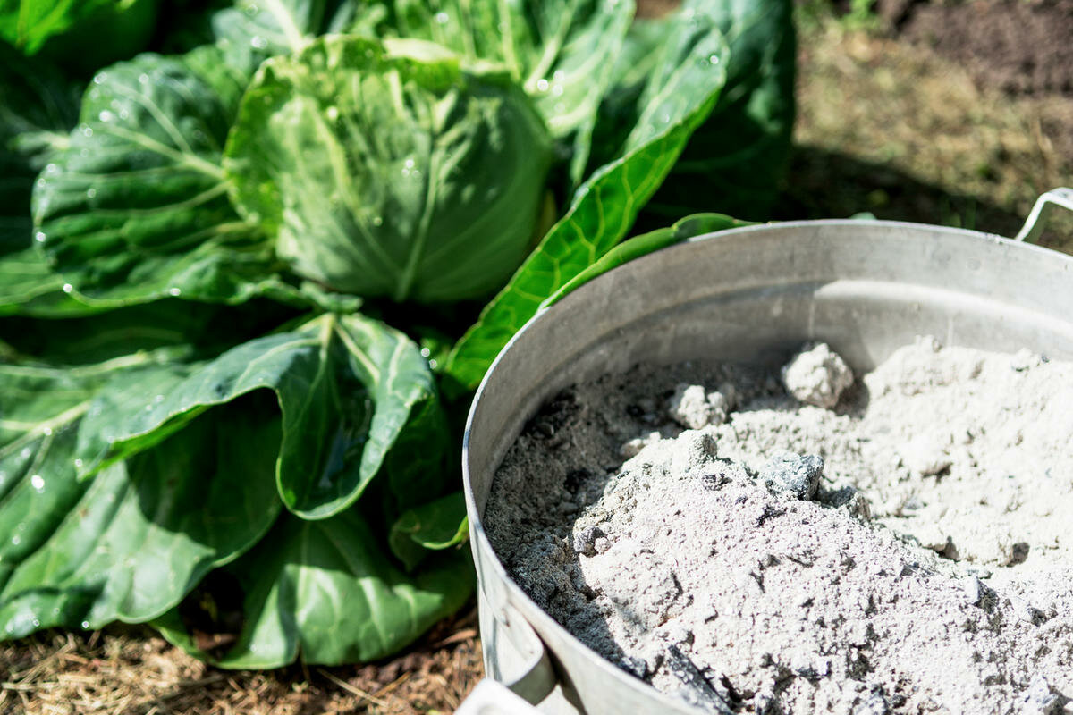 Органические удобрения из костной муки - после применения этого удобрения урожай вырос в 2 раза! | красивый дом и сад